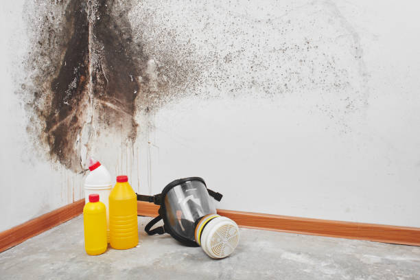 Best Mold Removal Company Near Me  in Del Rey, CA