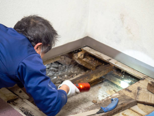 Best Attic Mold Removal  in Del Rey, CA