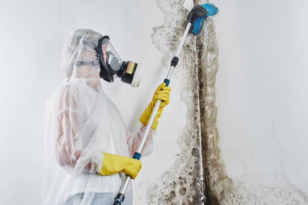 Best Mold Cleaning Services  in Del Rey, CA