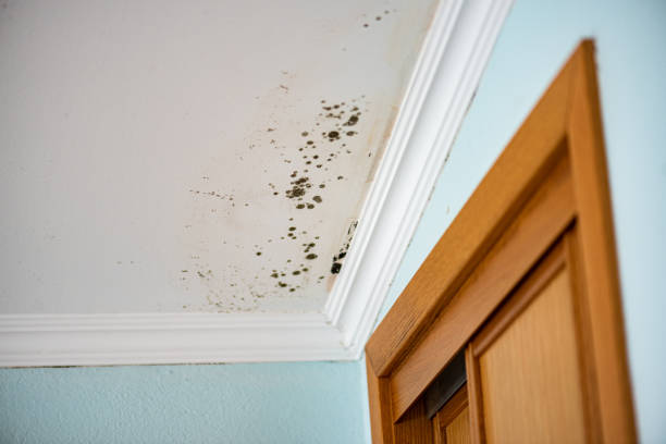 Best Same-Day Mold Removal  in Del Rey, CA
