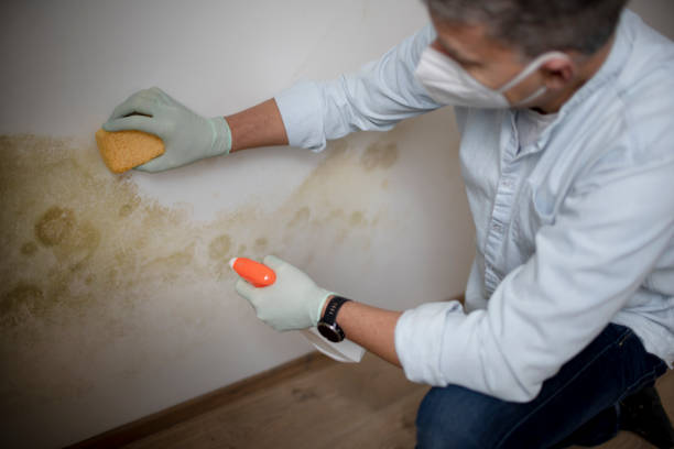 Best Mold Remediation  in Del Rey, CA