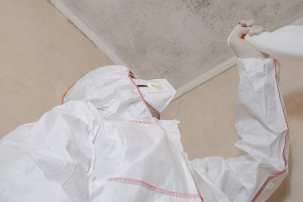 Best Toxic Mold Removal  in Del Rey, CA