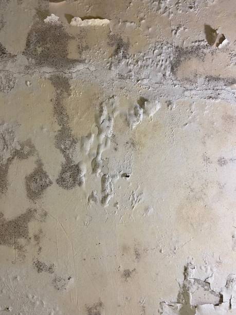 Best Mold Damage Repair  in Del Rey, CA