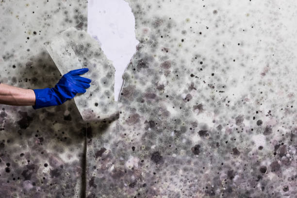 Reliable Del Rey, CA Mold Removal Solutions