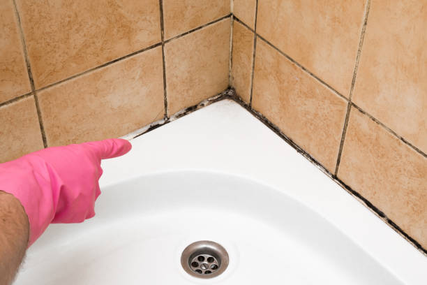 Best Office Mold Removal Services  in Del Rey, CA
