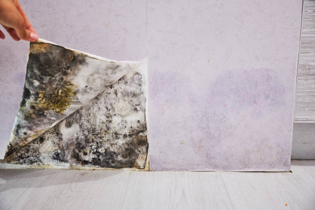 Best Best Mold Removal Companies  in Del Rey, CA